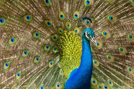 Portrait of Peacock with Feathersの写真素材