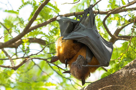 flying foxes hang on a treeの写真素材
