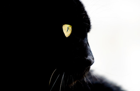 Gatto randagio   Stray catの写真素材