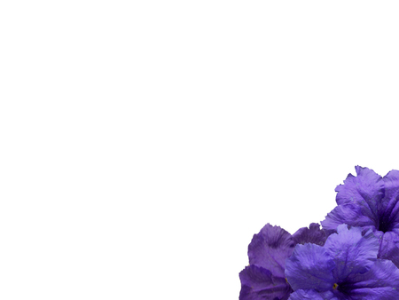 Beautiful violet flower of Ruellia tuberosa isolated on white background, Blooming purple flower.の写真素材