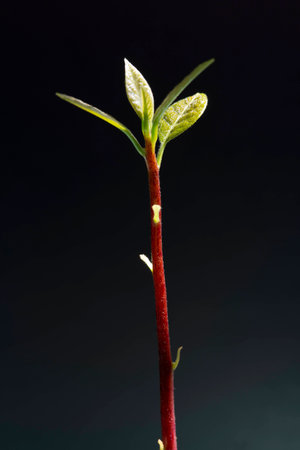 Leaves of seedlings effects with sunlight on a black backgroundの写真素材