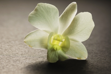 Still life of white  flowers on a black backgroundの写真素材