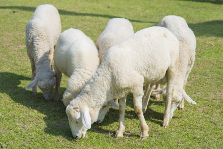Sheeps in a meadow in the farmの写真素材