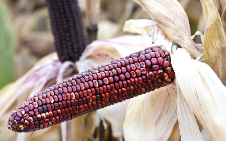 Cob with purple corn in gardenの写真素材