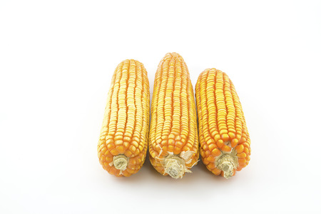 corn cobs isolate on white backgroundの写真素材