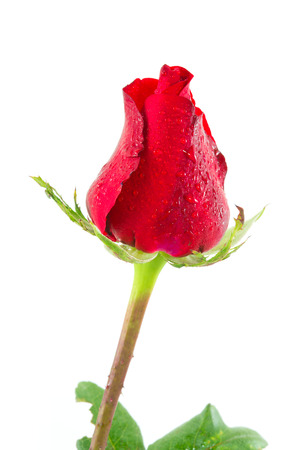 red rose with dew isolation on white,valentine loveの写真素材