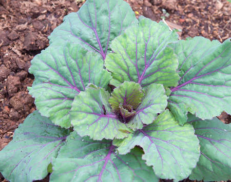 Cabbage seedlings soaked with waterの写真素材