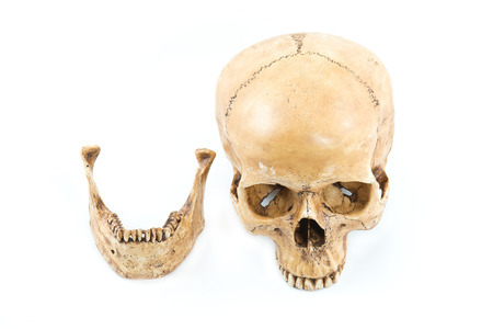 Skull model on isolated white backgroundの写真素材