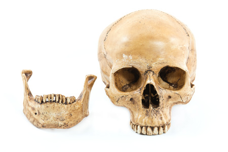 Skull model on isolated white backgroundの写真素材