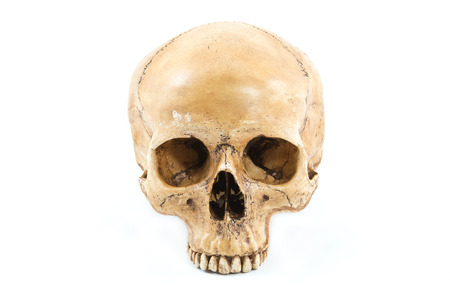 Skull model on isolated white backgroundの写真素材