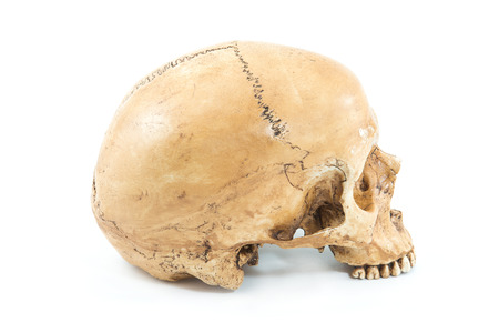 Skull model on isolated white backgroundの写真素材