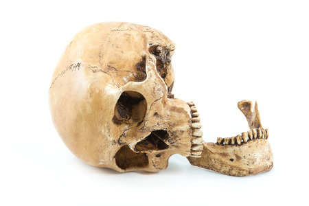 Skull model on isolated white backgroundの写真素材