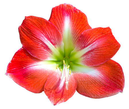Beautiful bloom of red amaryllis flower isolated on whiteの写真素材