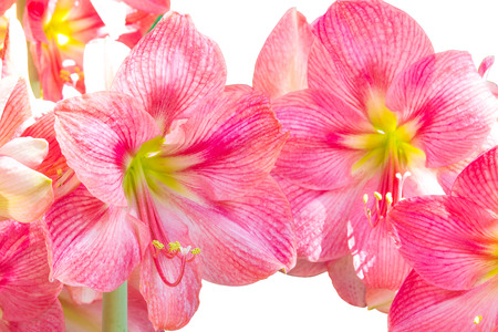 blooming beautiful pink flower isolated on white backgroundの写真素材