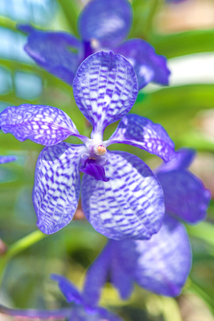 Beautiful purple orchid - phalaenopsisの写真素材