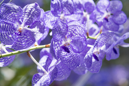 Beautiful purple orchid - phalaenopsisの写真素材