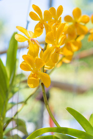 Bright yellow orchids flower in Botanical garden , close up detailsの写真素材