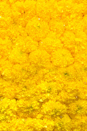 many yellow flowers for backgroundの写真素材