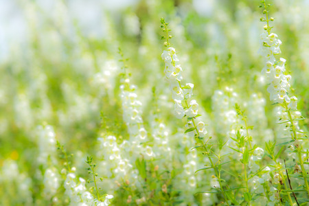 white salvia flower in nature, very shallow focusの写真素材