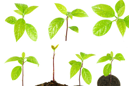 collection spring nature young plant tree green leaf  isolated on white backgroundの写真素材