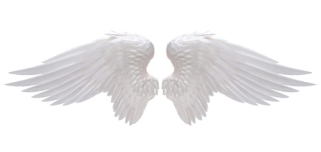 white angel wing isolatedの写真素材