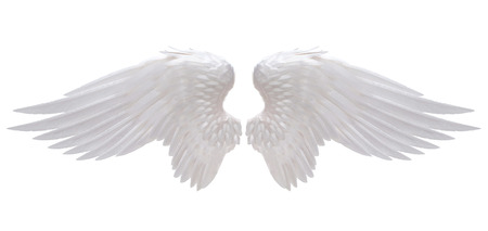 white angel wing isolated