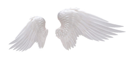 white angel wing isolatedの写真素材