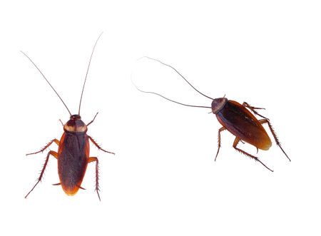 cockroach carrier pathogens isolated on white