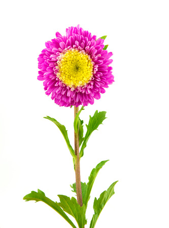 Pink Flower Isolated on White Background.の写真素材