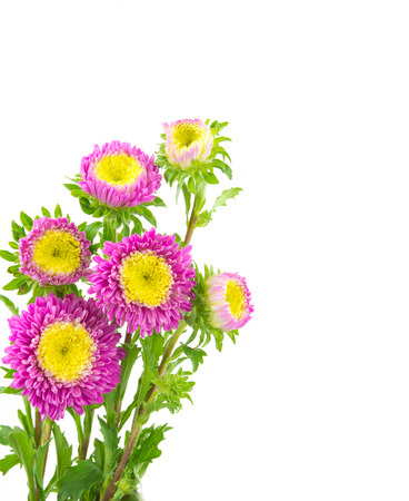 Pink  Flower Isolated on White Background.の写真素材