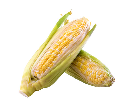 sweet corn isolate on whiteの写真素材