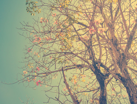 nature green leaves,Tree canopyの写真素材