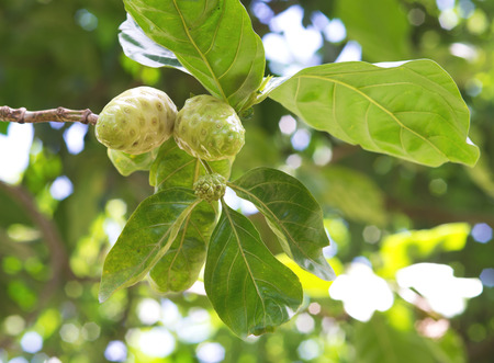 Noni fruit on tree with leafの写真素材