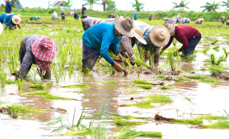 People farmers planted rice seedlings in a field, rural areas and natural.の写真素材