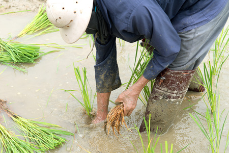 Man farmers planted rice seedlings in a field, rural areas and natural.の写真素材