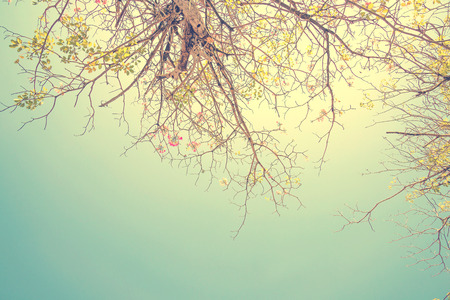 nature green leaves,Tree canopyの写真素材