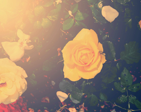 bloom yellow rose in gardenの写真素材