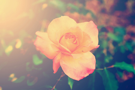 bloom yellow rose in gardenの写真素材