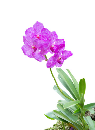 purple orchid flower with green leaf isolate on whiteの写真素材