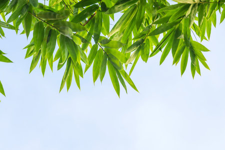 Top view of bamboo leaf with sky の写真素材