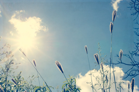 Vintage photo of nature background with wild flowers and plantsの写真素材