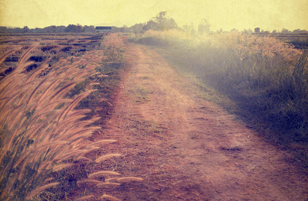 Landscape of vintage nature background, morning in the countryside Street (sepia color tone image)の写真素材