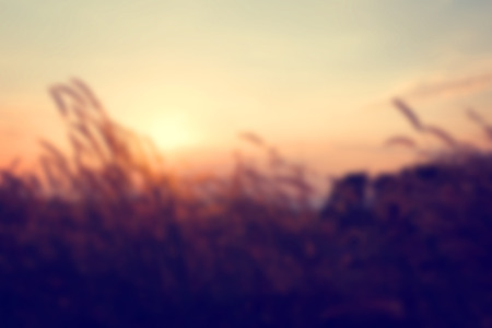 vintage blur background in summerの写真素材