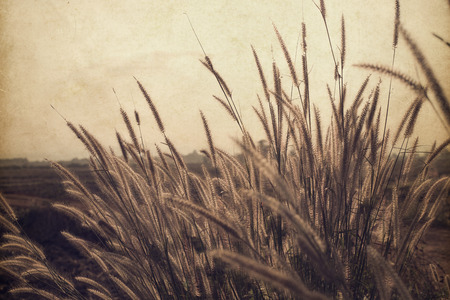 Vintage photo of Abstract nature background with wild flowers and plants (sepia color tone image)の写真素材