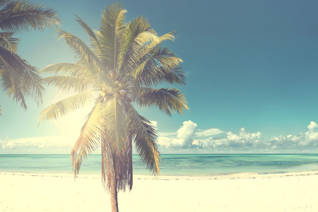 Vintage coconut palm tree on beach blue sky with sunlight of morning in summerの写真素材