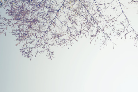 nature of vintage bamboo tree flower in winterの写真素材