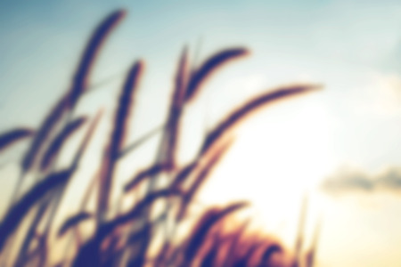 Vintage blurry photo of Abstract nature background with wild flowers and plants の写真素材