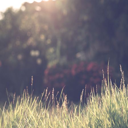 Vintage nature background with retro filter effectの写真素材