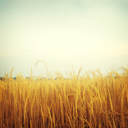 vintage nature background with retro filter effectの写真素材