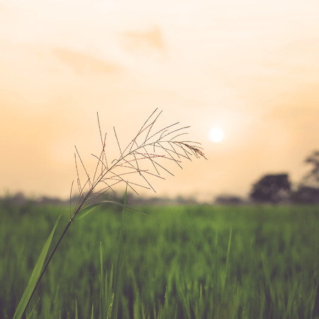 Vintage nature background の写真素材